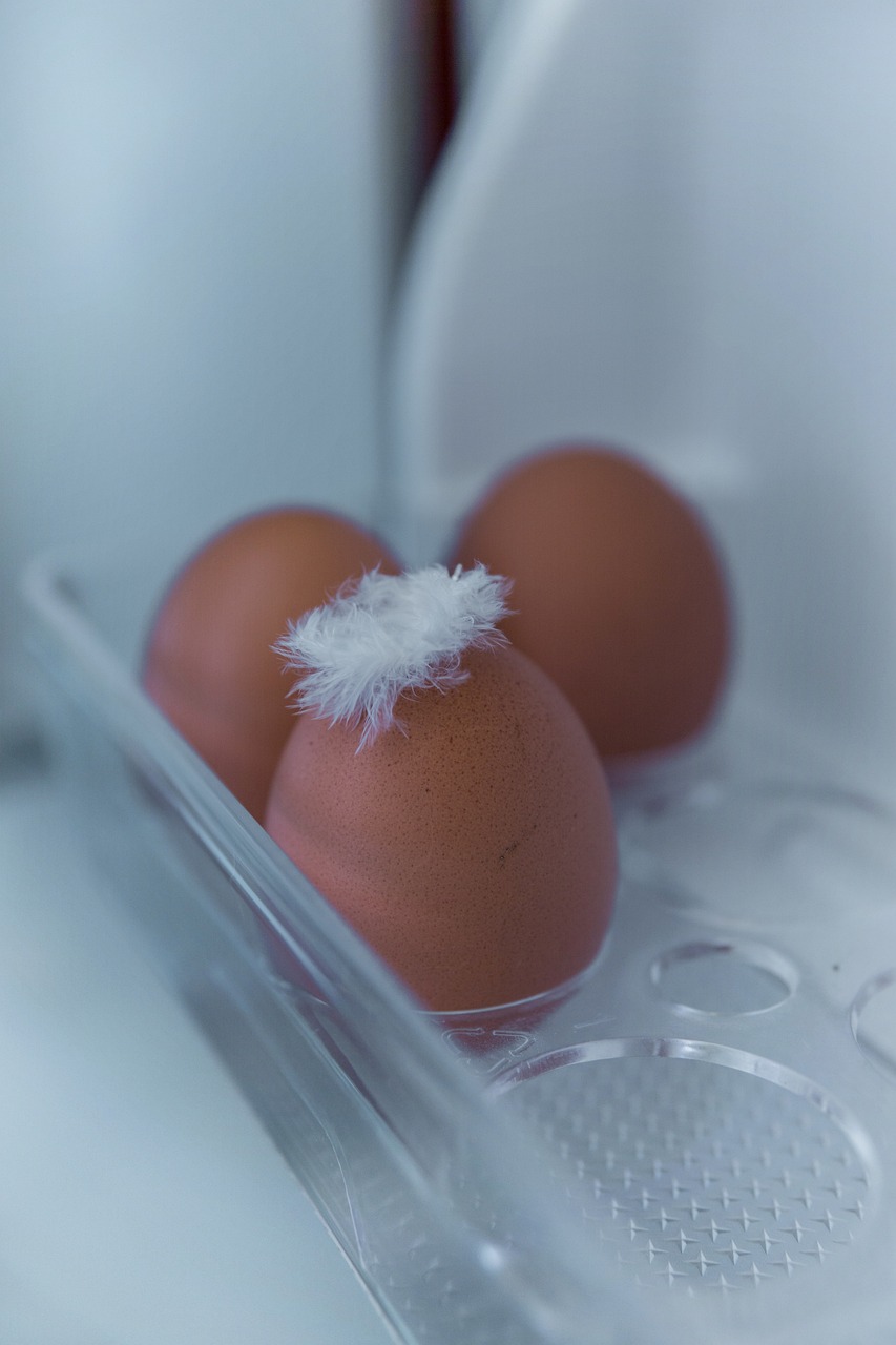 egg, brown, feather, easter, cup, breakfast, meal, eggshell, easter egg, small, fluffy, freezer, refrigerator, freezer, freezer, freezer, freezer, freezer, refrigerator, refrigerator, refrigerator